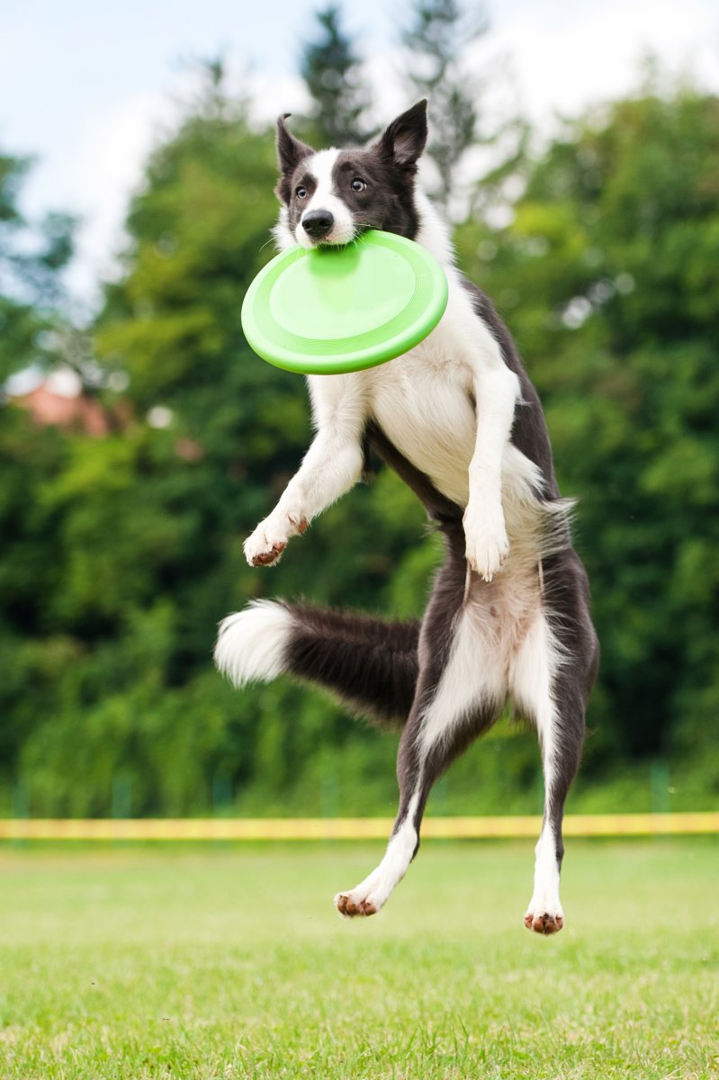 DogFrisbee
